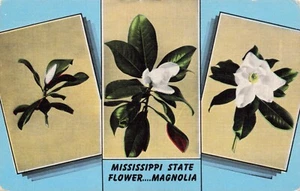 The Magnolia Mississippi State Flower Vintage PC Unposted - Bild 1 von 2