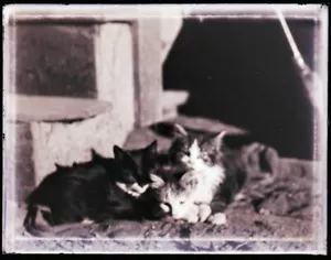 (1) NEGATIVO DE FINALES DE 1800-PRINCIPIOS DE 1900, "GATOS", HARPSWELL, YO - Imagen 1 de 2