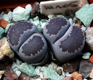 Semillas de bacchus Lithops salicola ""Sato's Violet"" 50 piezas año 2021 - Imagen 1 de 2