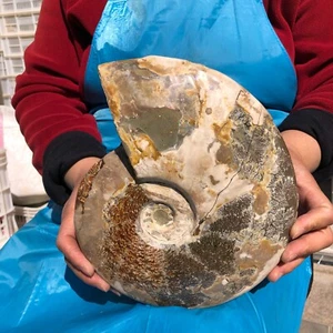 2490G TOP Natural Hermoso Fósil Caracola Cristal Espécimen Curación 598 - Imagen 1 de 16