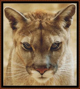 THE STARE cross stitch pattern (punto cruz) (puma) - Picture 1 of 5