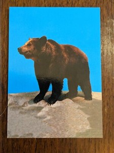 1993  San Diego Zoo Cards by Cardz NMT-MNT