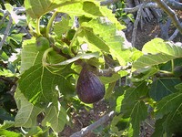 15 Heirloom Fig Tree Cuttings - Ficazzana Black, Malta Black, Fracazano Bianco 