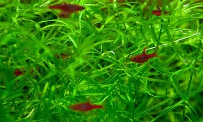 [11,98€/100ml] NIXKRAUT 50ml Teichpflanze Aquarienpflanze Teich Wasserpflanze - Bild 1 von 2