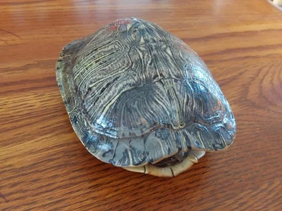 Bonita CÁSCARA DE TORTUGA LIMPIA DE 6" con marcas perfectas Foto 1 de 4