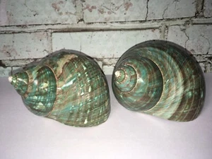 Lot of 2 Polished Turquoise Jade Green Brown Turbo Shells 3”-3.5” - Picture 1 of 6
