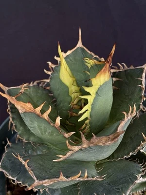 Agave oteroi seedling w/ pup Grade A/titanota/oaxaca/aloe/ariocarpus/ - Image 1 of 4