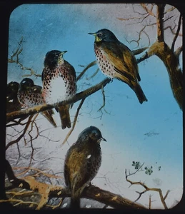 EINE GRUPPE VON FELDFAREN UM 1890 Magische Laternenfolie VOGEL / ORNITHOLOGIE STUDIE - Bild 1 von 5