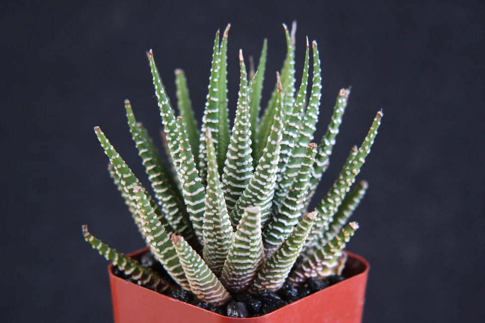 Haworthia Attenuata cebra cebrina exótica rara suculenta planta de cactus cactus 2" Foto 1 de 1