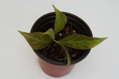 Hoya Obscura, enraizada en maceta de 4".  Planta de cera vid tropical Foto 1 de 4