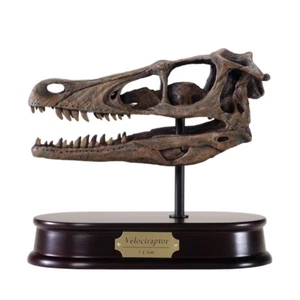 Velociraptor Dinosaur Skull Model 1/1 Scale (Life-Size) Replica by DinoStoreus - Picture 1 of 1
