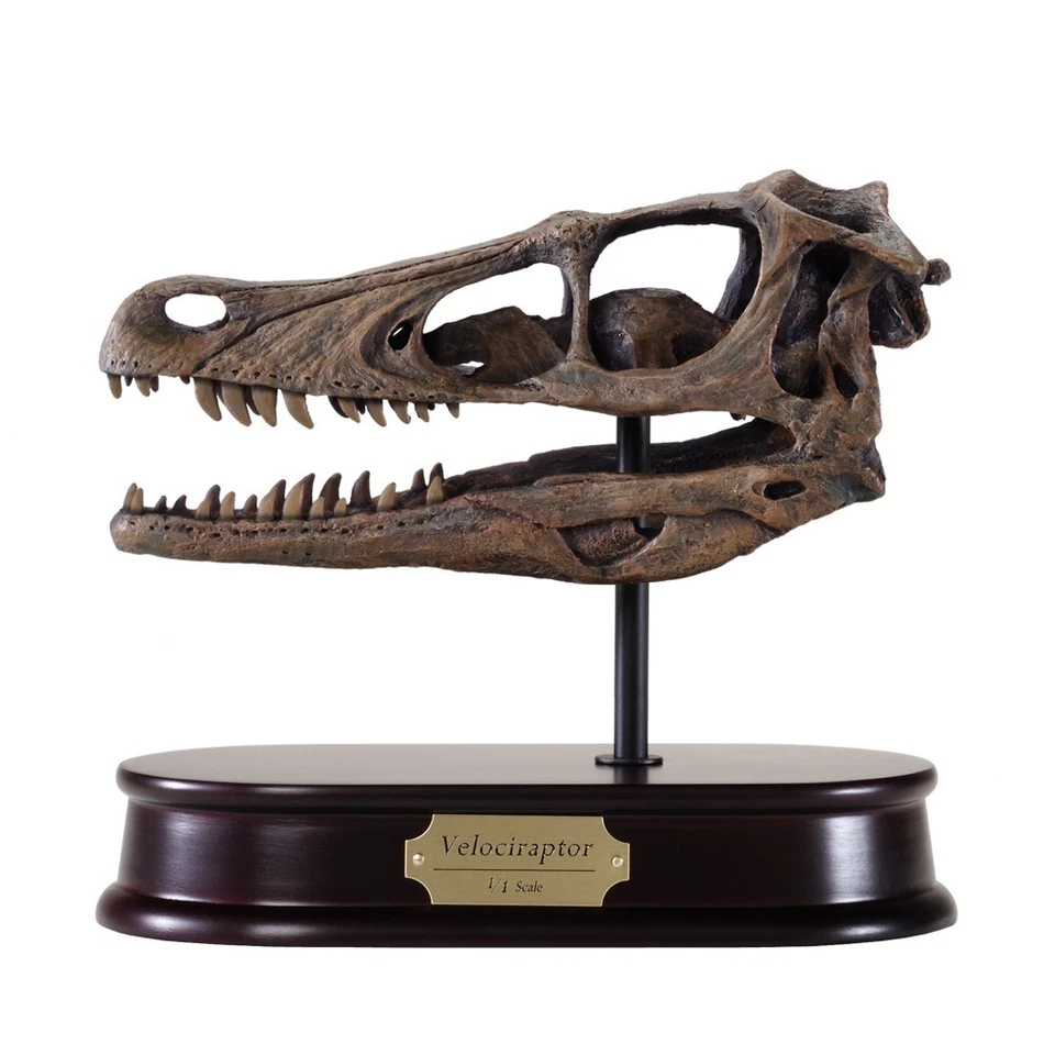 Velociraptor Dinosaur Skull Model 1/1 Scale (Life-Size) Replica by DinoStoreus - Image 1 of 1