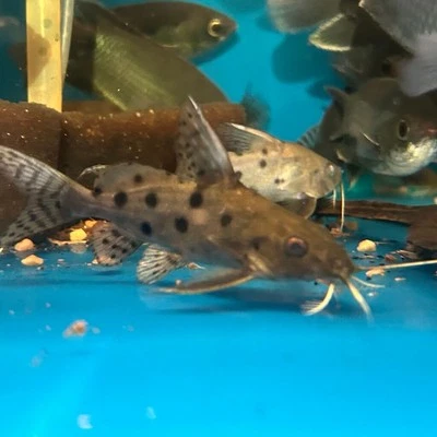 Synodontis ocellifer catfish - Image 1 of 3