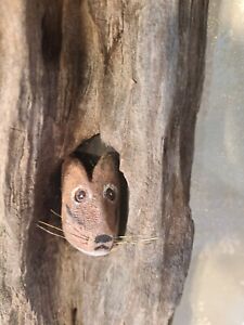 Vintage Carved Chip monk peaking out a tree branch knothole "Ben Faraci"
