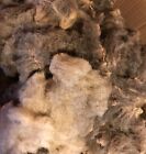 Coloured Ryeland Unwashed Raw Fleece 500g
