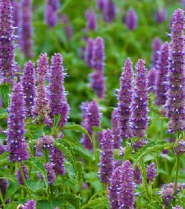 Menta coreana - Agastache rugosa - reagaliz azul 100 semillas seeds medicinal - Imagen 1 de 1