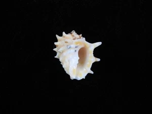 Sea Shell Drupa ricinus hadari 20 mm ID#9207 - Imagen 1 de 3