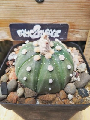 Astrophytum Asterias 'oiboo' Hybrid - Image 1 of 2