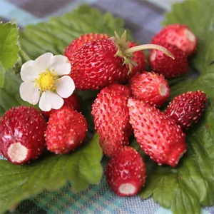 Ali Baba strawberry - Wild Strawberry - 10+ Seeds - Samen - Graines - G 016 - Picture 1 of 1