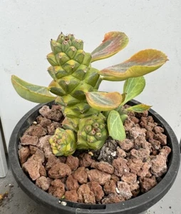 Euphorbia Monadenium Ritchiei Variegata Cactus Plant - Picture 1 of 7