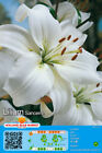 @ (◕‿◕)\@  LILIEN : Lilium asiatic- Lilie " Sancerre   "