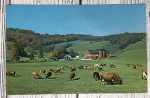 Malerischer Bauernhof Kühe Rinder Weide Postkarte alte Vintage Karte Ansicht Standard Souvenir - Bild 1 von 2