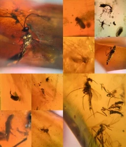 10 pieces authentic Myanmar insect Amber specimen fossil dinosaur age 4.13-20 - Picture 1 of 12