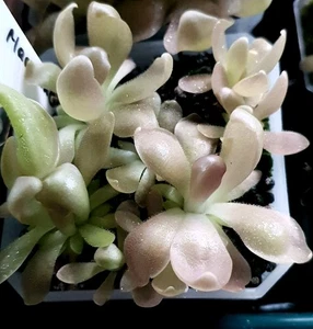 Pinguicula Marciano - Picture 1 of 2