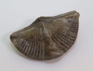 Brachiopode, Mucrospirifer thedfordensis, Devon, Arkona, Ontario, Kanada -m128 - Picture 1 of 6