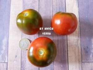 VERO POMODORO CAMONE - 100 SEMI BIO SELEZIONATI - VARIETA' BUONISSIMA - Foto 1 di 1