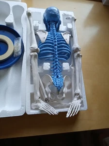 Biology Class Learning Skeleton Approximately 33" Tall, New in the Box - Picture 1 of 3