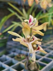 IPSEA THAILANDICA especies de plantas de orquídeas miniatura BLOOM CERTIFICADO CITES GRATUITO - Imagen 1 de 1