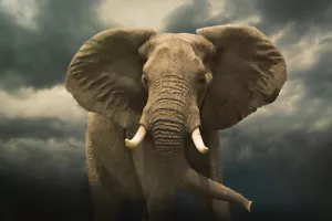 African Elephant Under Cloudy Stormy Sky Photo Art Print Poster 12x18 - Picture 1 of 1