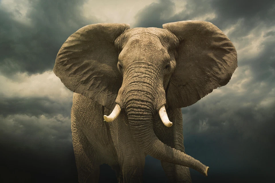 Póster impreso fotográfico elefante africano bajo cielo tormentoso nublado 12x18 Foto 1 de 1