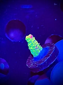 RR Rainbow splice acro Moving sale! CK Wysiwyg live coral frag - Picture 1 of 4