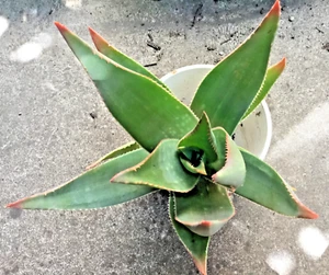 Rooted Ghost Aloe Striata Red-Tipped Leaves 13-15" Tall Succulent RARE - Picture 1 of 6