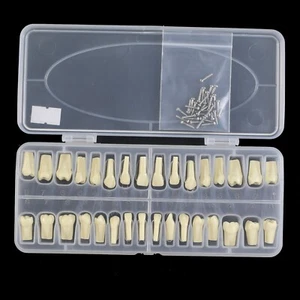 Repuesto dental 32 piezas modelo de dientes atornillable para Frasaco AG3 tipo Typodont - Imagen 1 de 10