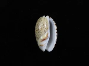 Sea Shell Oliva bulbosa f.bicingulata 33 mm ID#8532 - Imagen 1 de 2