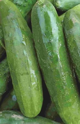 Poinsett 76 Cucumber Seeds - 30 seeds - Image 1 of 2