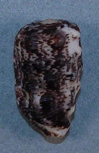 MORUM TUBERCULOSUM 22,59 mm SCHÖNES PROBEN Kerzefisch, Guanacaste, Costa Rica - Bild 1 von 2
