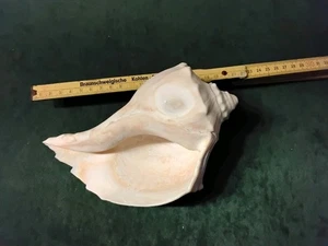 Meeresschnecke - Bild 1 von 7