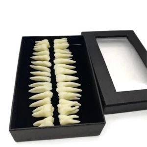 28PCS 1:1 Oral Permanent Teeth Demonstration Dental Resin Tooth Study Model Lab - Picture 1 of 6