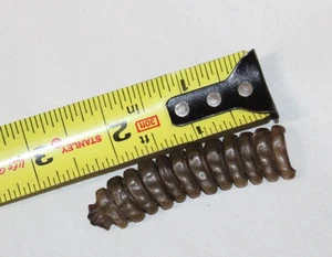 Große Klapperschlange Rasseln Diamondback - Bild 1 von 3