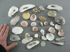 Mixed Seashell Collection Lot 32 Snail Cowry Oyster Coral Conch Aquarium Decor