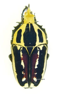 Escarabajo/Cetoniidae sin montar - Mecynorrhina torquata ugandensis, AZUL, macho 3 - Imagen 1 de 1