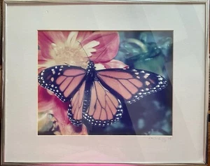 Monarchfalter (männlich) - Danaus plexippus von Don Garbera - Bild 1 von 6