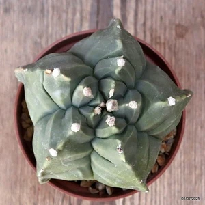D4935 ASTROPHYTUM MYRIOSTIGMA KIKKO NUDUM maceta 10-H8-W11 cm MaMa Cactus - Imagen 1 de 4