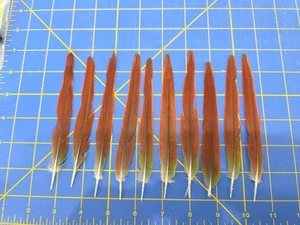 Y36 Lot Of 10 Captive Raised Green Cheeked Conure 6" Red Tail Feather - Picture 1 of 1