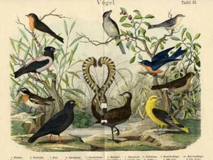1868 HANSELMANN HC LITHOGRAPH starling, cough, whinchat, lyrebird, oriole, ... - Picture 1 of 2