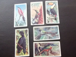 Tropical birds # 17,18,19,20,21,22 choose card/s - Picture 1 of 13